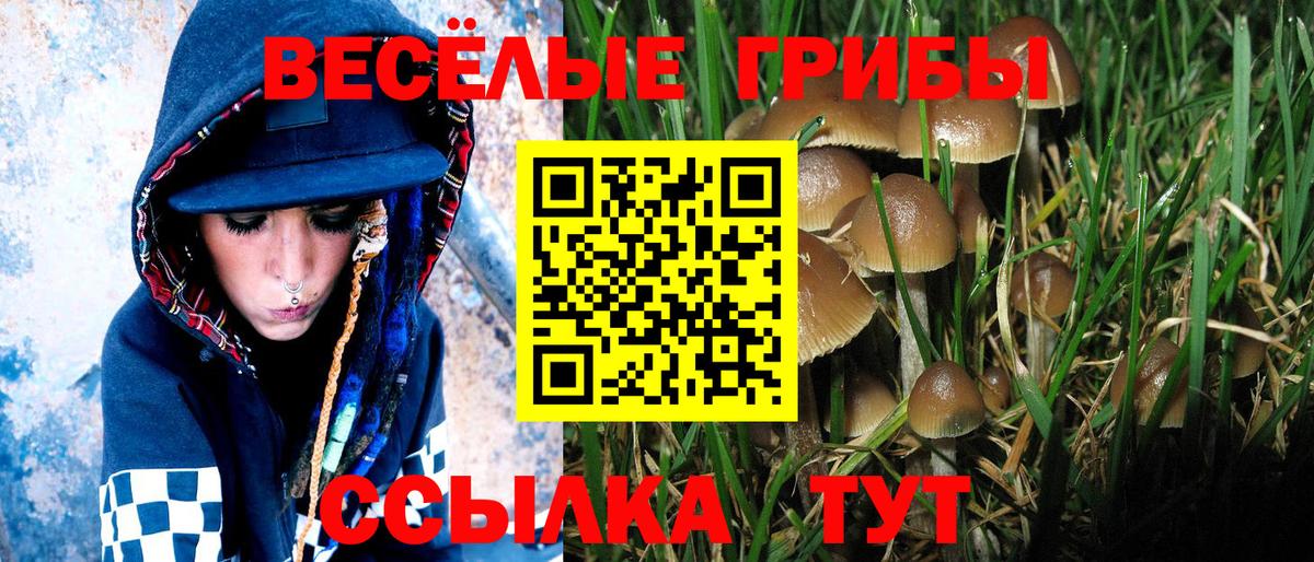 Псилоцибиновые грибы GOLDEN TEACHER  Вход с VPN  Балтийск  наркота  Псилоцибиновые грибы прущие грибы 